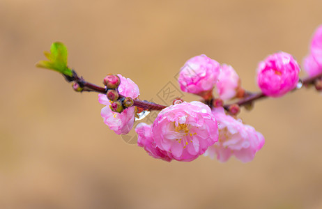 梅花林榆叶梅背景