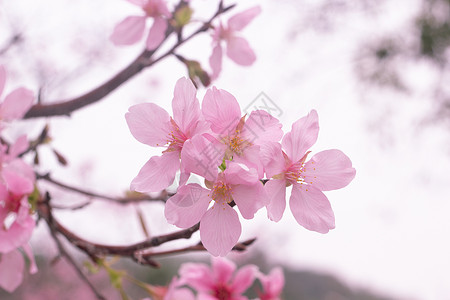 广州樱春天盛开的樱花背景