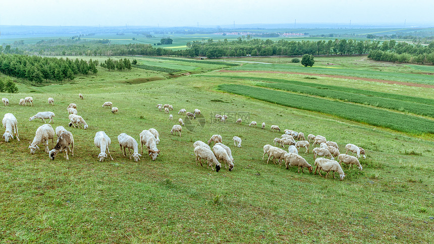 内蒙古山村牧场羊群图片