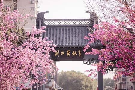 鹦鹉公园江苏南京莫愁湖公园海棠背景