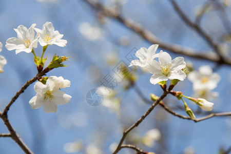 白色樱花盛开图片