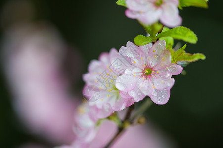 麦里花盛开白色麦李花高清图片