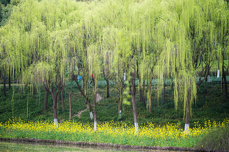 春季柳树柳树与油菜花背景