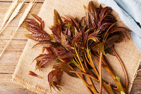 时蔬香椿五指山野菜高清图片