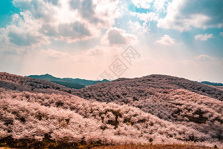 拍摄于贵州平坝樱花园粉色樱花图片