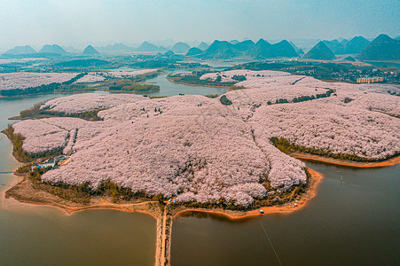 樱花岛拍摄于贵州平坝樱花园粉色樱花背景