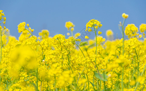 油菜花图片