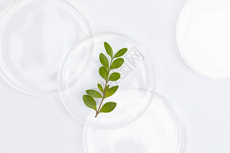 化学绿色培养皿中的植物背景