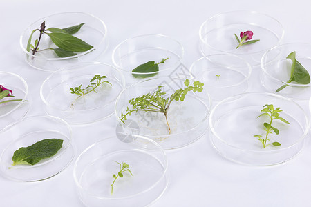 培养皿中放置着植物样品图片