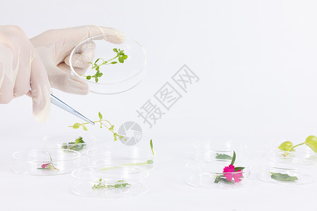 环保科学取出培养皿中的试验样品植物背景