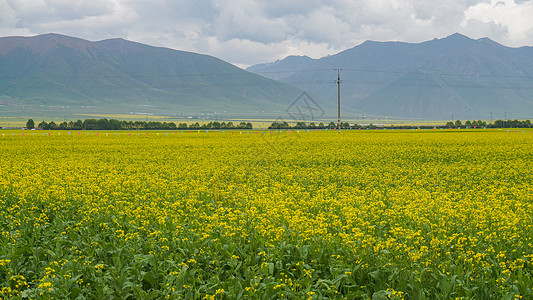 回族自治区春天油菜花盛开的季节背景