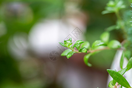 植物上的雨水背景图片