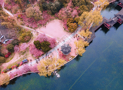 踏春旅游南京春天的莫愁湖公园海棠花航拍背景