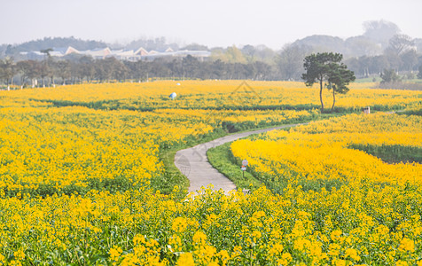 踏春旅游南京高淳国际慢城春天的油菜花田背景