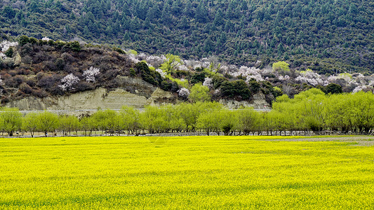 西藏林芝波密桃花田园风光背景图片