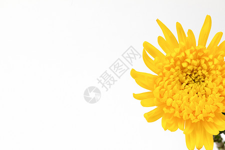黄色花卉菊花金丝菊特写图片