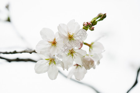 白色樱花背景图片