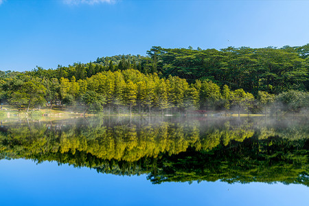 迎风吹春风吹绿了树梢背景