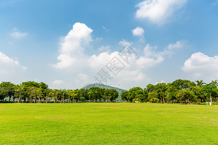 春天公园的草地背景图片