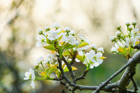 春季的梨树初开的梨花背景