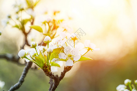 春季的梨树初开的梨花背景