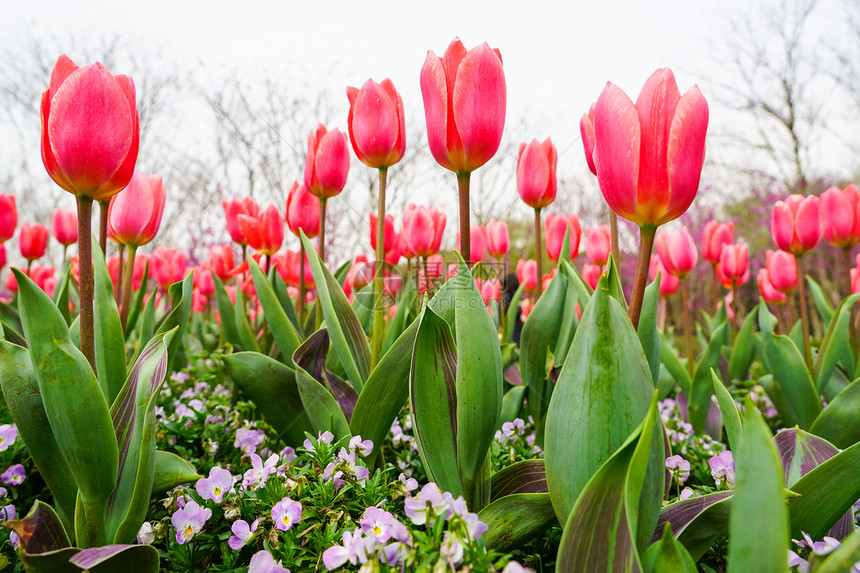 郁金香花海图片