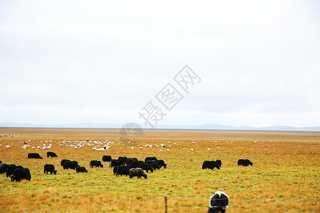 牦牛牧场川西若尔盖草原上的牦牛背景