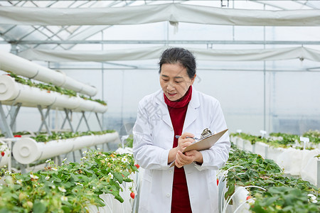 记录草莓生长的农业科研人员背景图片