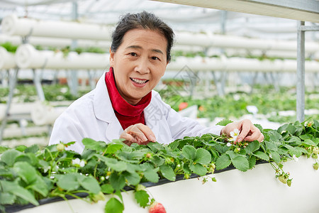 农业科研人员观察草莓生长图片