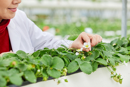 科技试验农业科研人员观察草莓生长背景