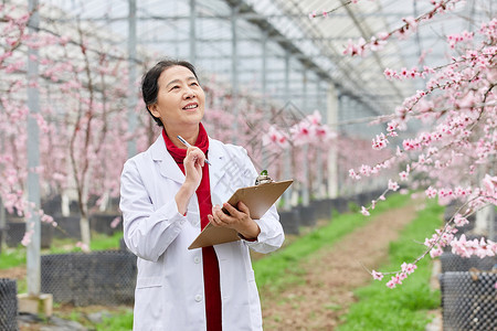 桃花笑桃树大棚采集农作物数据的科研人员背景