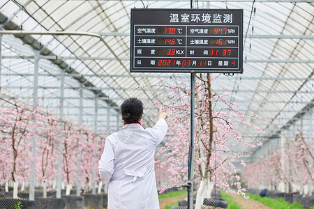 温室数据农业科研专家观察温室环境数据背影背景