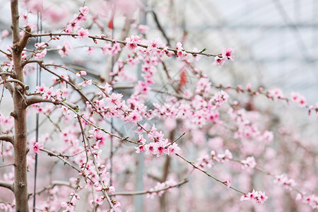 桃花图片