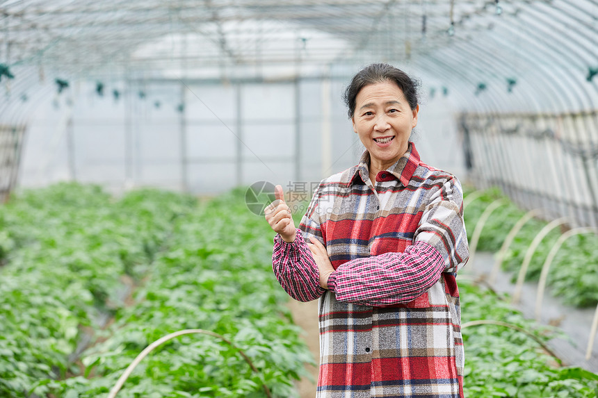 蔬菜大棚内农民点赞形象图片