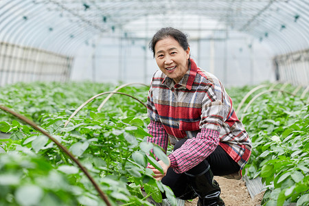 蔬菜大棚内农民形象背景