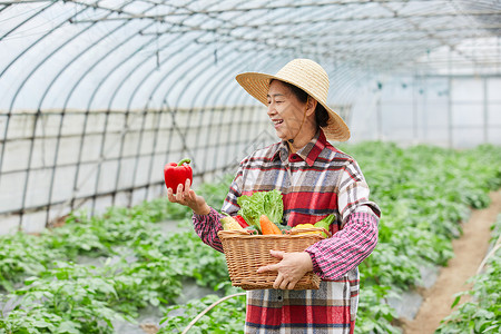 农民大婶拿着彩椒丰收喜悦图片