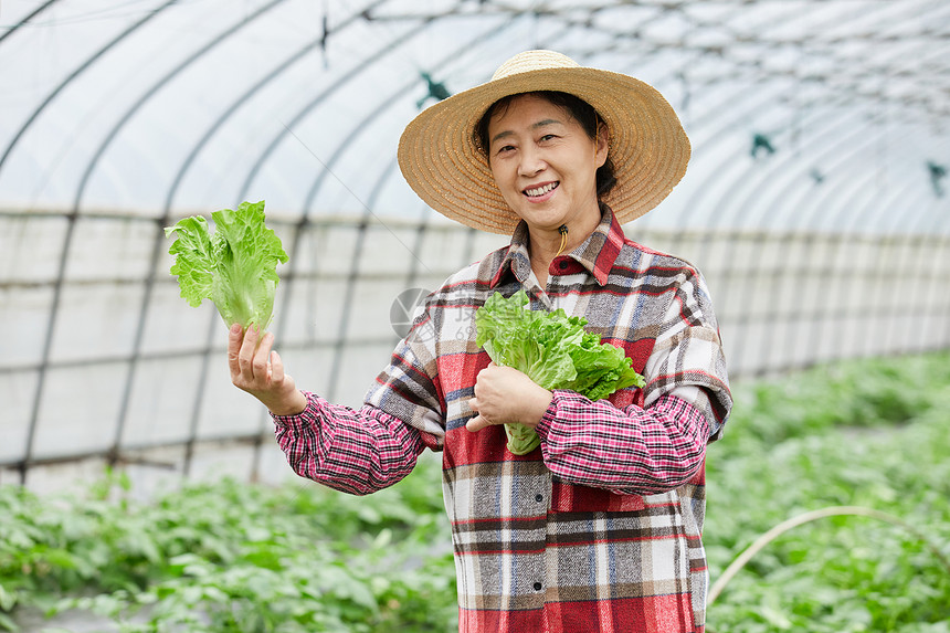 蔬菜大棚手捧生菜的农民大婶图片