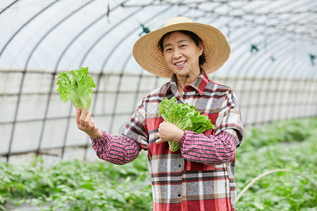 蔬菜大棚手捧生菜的农民大婶图片