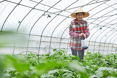 农民在蔬菜大棚浇水图片