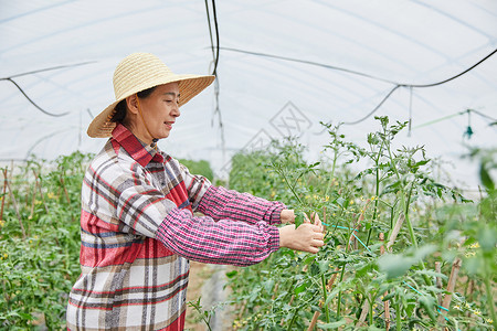 农民蔬菜大棚采摘蔬菜图片