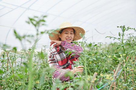 种地的女孩农民蔬菜大棚采摘蔬菜背景