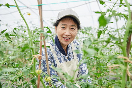 蔬菜大棚里劳作的农民图片