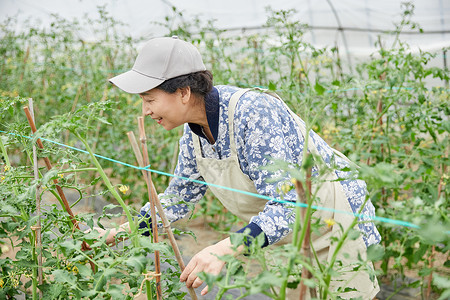 蔬菜大棚里劳作的农民图片