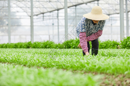 茼蒿大棚除草的农民高清图片