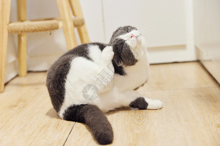 可爱蓝白英短宠物猫高清图片