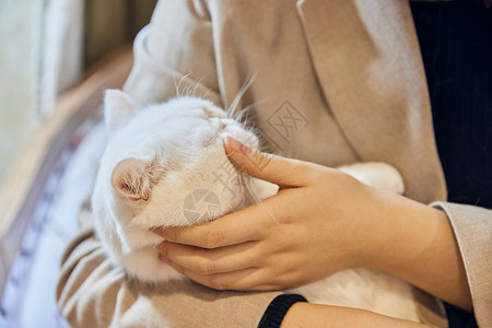 年轻美女抱着白色加菲猫背景