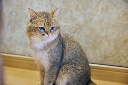 高冷壁纸高冷的英短宠物猫背景