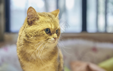 英短宠物猫背景图片