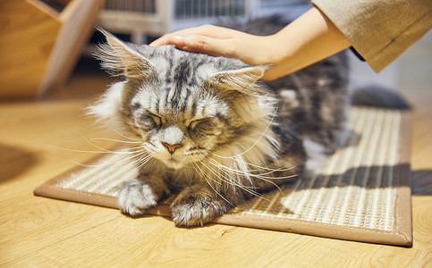 猫垫可爱缅因猫背景