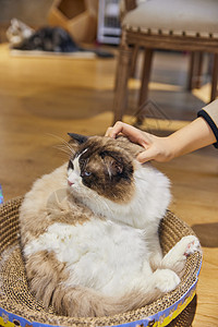 可爱布偶猫布偶猫壁纸高清图片